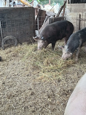 porci 100-120 kg - imagine 4