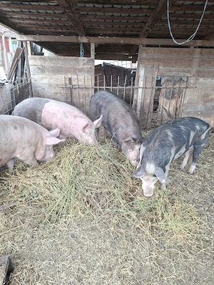 porci 100-120 kg - imagine 3