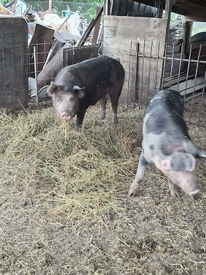 porci 100-120 kg - imagine 5