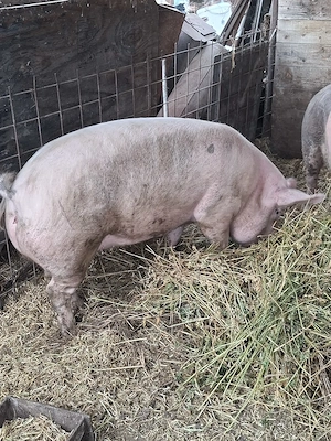 porci 100-120 kg - imagine 2
