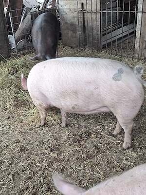 porci 100-120 kg