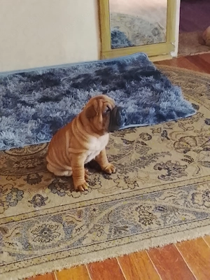 Disponibile 2 fetițe shar-pei,sănătoase ,jucăușe... - imagine 2