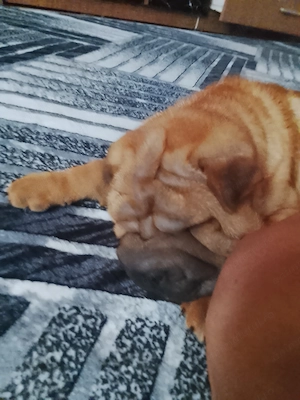 Disponibile 2 fetițe shar-pei,sănătoase ,jucăușe... - imagine 3