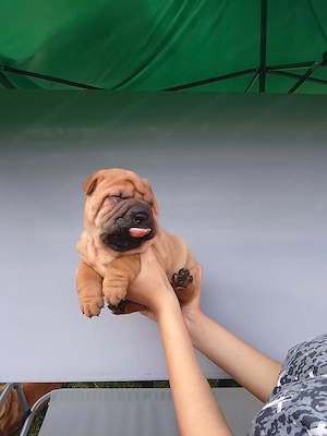 Disponibile 2 fetițe shar-pei,sănătoase ,jucăușe... - imagine 5
