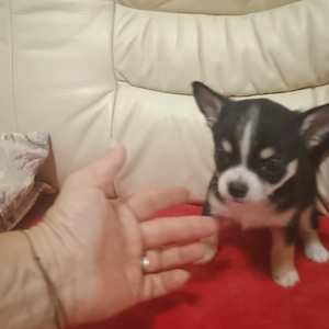 Catelusi Chihuahua Toy - imagine 3