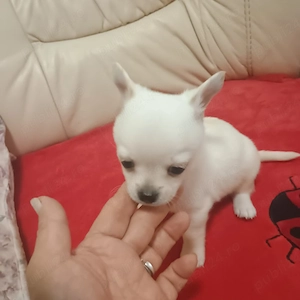 Catelusi Chihuahua Toy - imagine 2