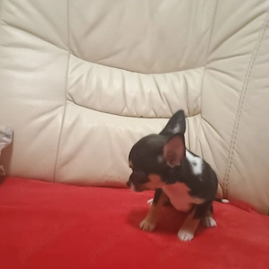 Catelusi Chihuahua Toy - imagine 4