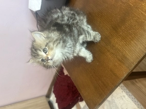 Fetița si baiat persani caută familie pentru adoptie! - imagine 2
