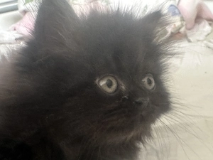 Fetița si baiat persani caută familie pentru adoptie! - imagine 4
