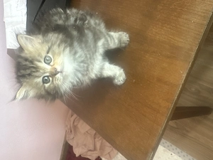 Fetița si baiat persani caută familie pentru adoptie!