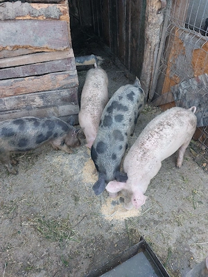 De vanzare