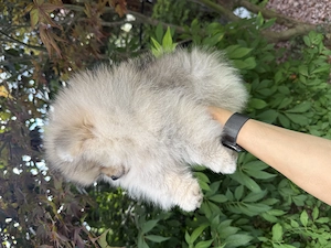 Pomeranian fetița pedigree FCI - imagine 4