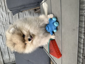 Pomeranian fetița pedigree FCI - imagine 3