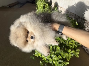 Pomeranian fetița pedigree FCI - imagine 2