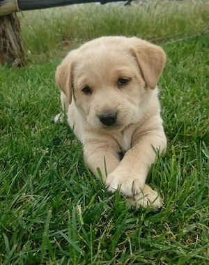Labrador Retriever 