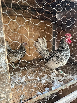 familie de gaini sebright (un cocos si o gaina)