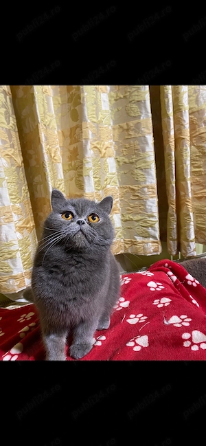 Vand femela british shorthair