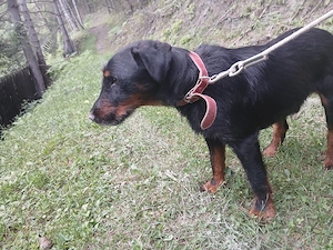 Jagdterrier mascul - imagine 3