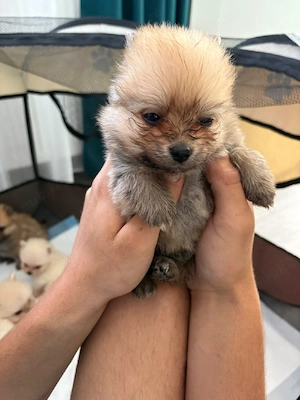 Pomeranian mini toy - imagine 4