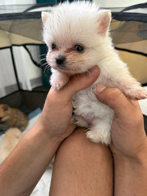 Pomeranian mini toy - imagine 3