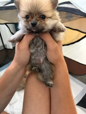 Pomeranian mini toy - imagine 2