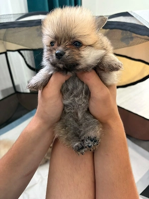Pomeranian mini toy - imagine 5