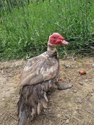 Rață mută leșească specie CAIRINA MOSCHATA 