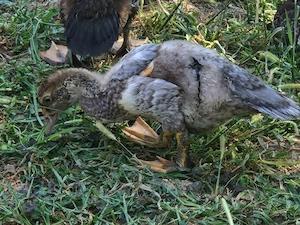 Boboci rață 