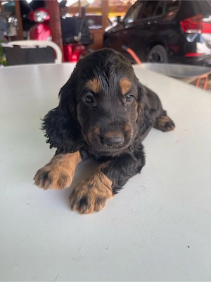 Catei Coker Spaniel - imagine 2