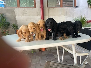 Catei Coker Spaniel