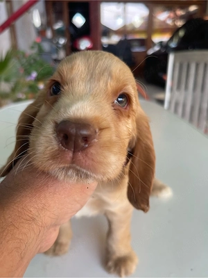 Catei Coker Spaniel - imagine 5