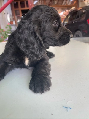 Catei Coker Spaniel - imagine 4