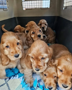 Catei Coker Spaniel  - imagine 5