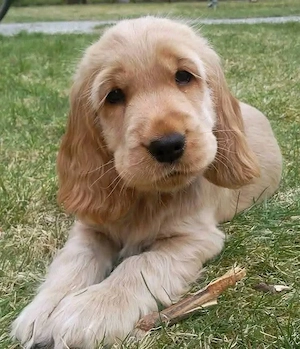 Catei Coker Spaniel  - imagine 2