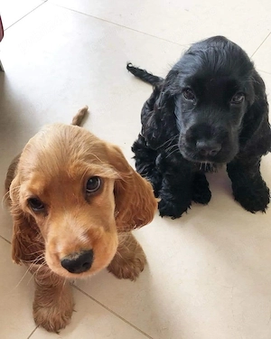 Catei Coker Spaniel  - imagine 4