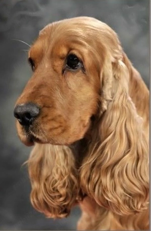 Catei Coker Spaniel  - imagine 3