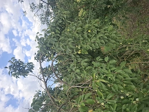 Prune de vanzare 