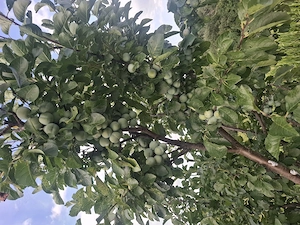 Prune de vanzare 