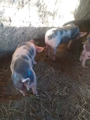 purcei pietrain 