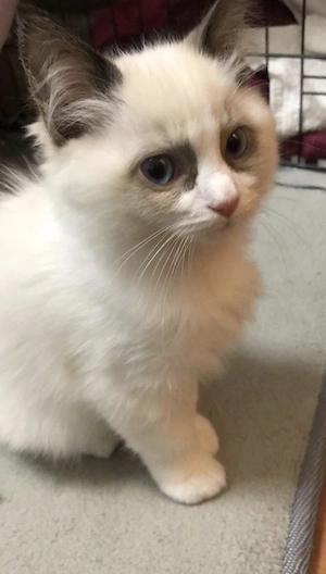 Ragdoll fetițe și băieței  - imagine 2