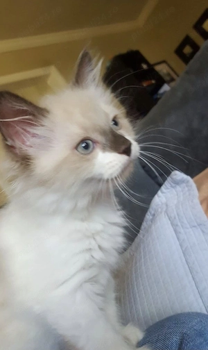 Ragdoll fetițe și băieței  - imagine 4
