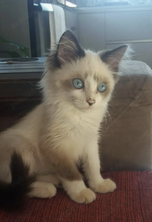 Ragdoll fetițe și băieței  - imagine 3