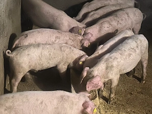 Porci de vanzare în varsta de 2 luni 