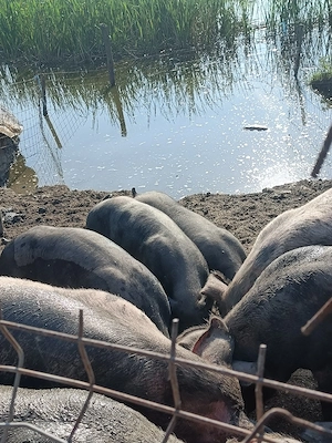 porci de vanzare
