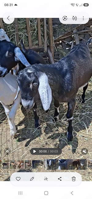 Mascul de calitate 