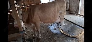 Vând vaca bună de lapte 