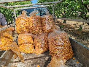 Caise 3 lei kg in Sauca jud Satu Mare, disponibile 600kg