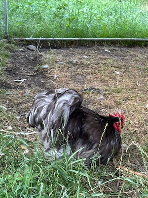 Disponibili cocosi cochicina si mii de flori.  - imagine 5