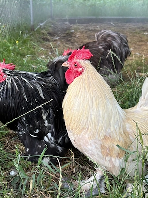 Disponibili cocosi cochicina si mii de flori.  - imagine 4