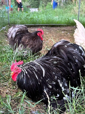 Disponibili cocosi cochicina si mii de flori.  - imagine 2